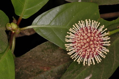 Neonauclea purpurea